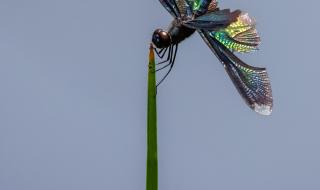关于一只蜻蜓落在花上的古诗 关于蜻蜓的诗句